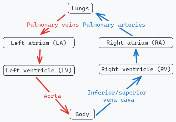 Heart flow diagram.png