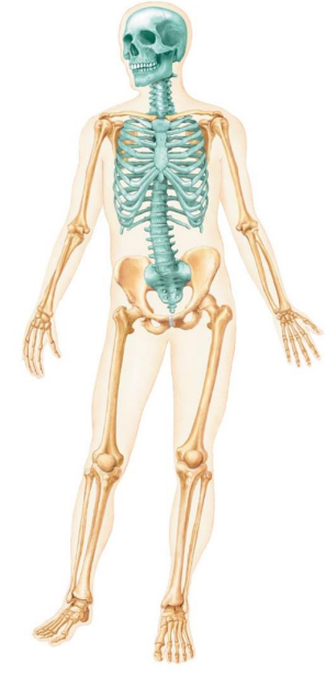 Axial and Appendicular Skeleton.png