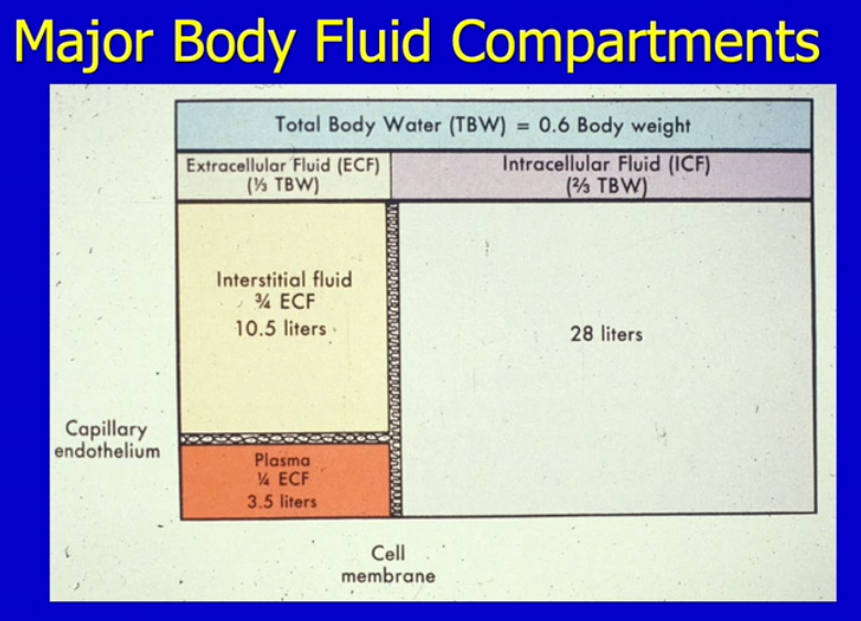 Fluid volume in major body compartments.png