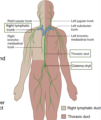 Lymphatic duct drainage sites.png