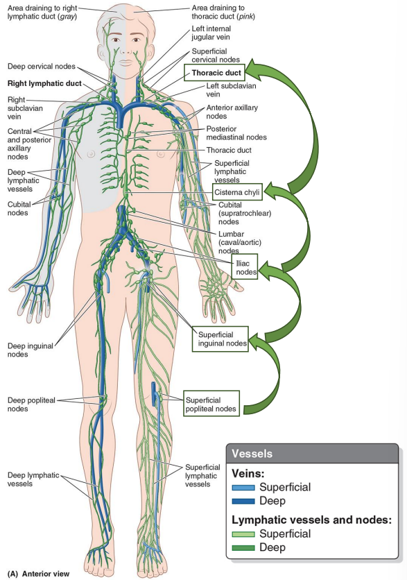 Lymphatic system.png