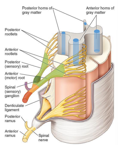 Nerve anatomy.png