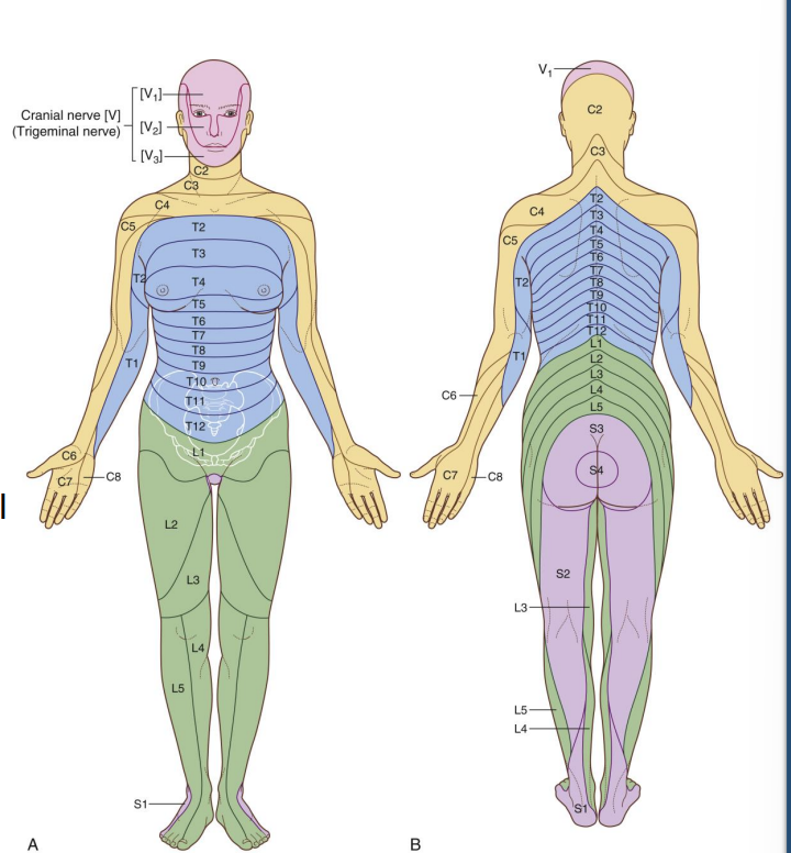 Nerve innervation locations.png