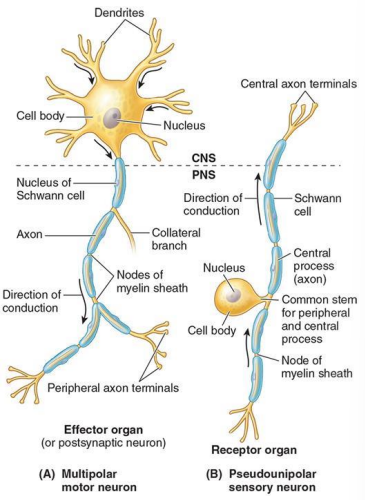 Neuron anatomy.png