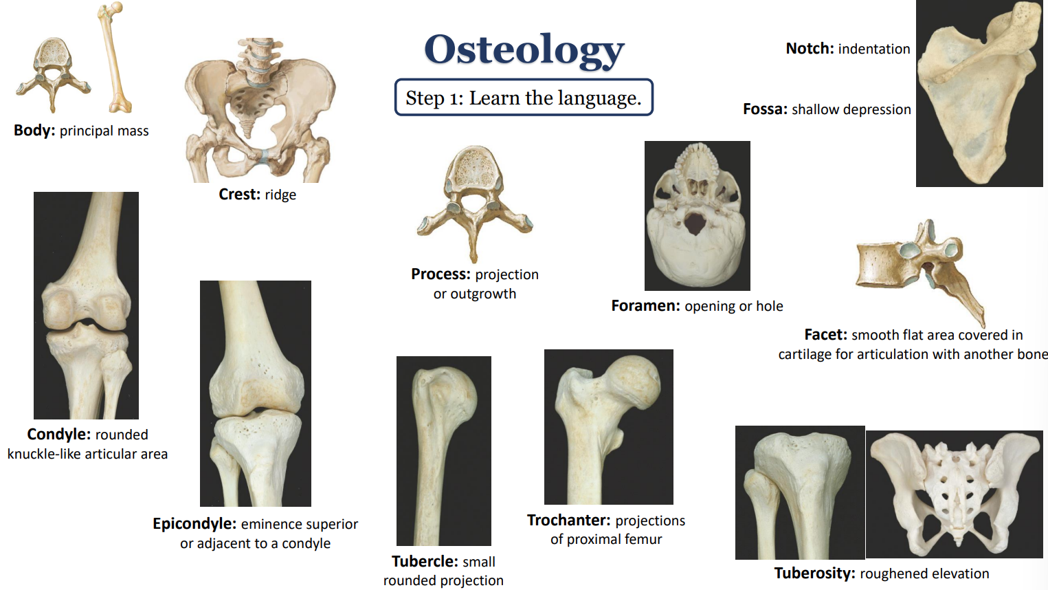 Osteology terms.png