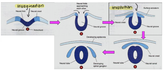 Gastrulation And Embryonic Folding | Med School Atlas