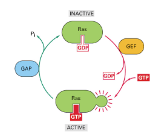 RAS GTP binding.png