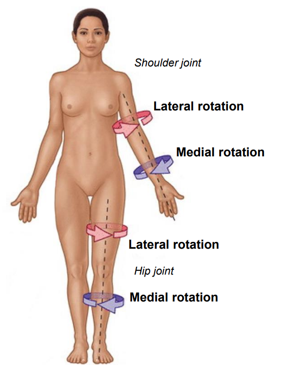 Shoulder and knee rotation.png