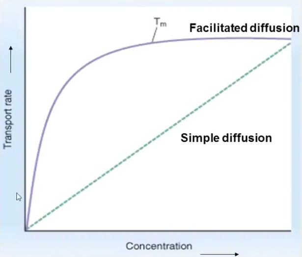 Transport rate for simple vs facilitated diffusion.png