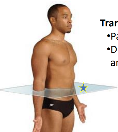 Transverse plane.png