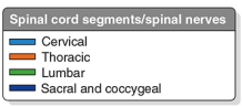 Vertebrae and nerve legend.png