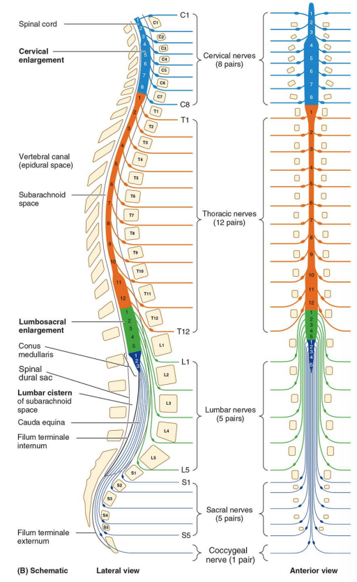 Vertebrae and nerves.png