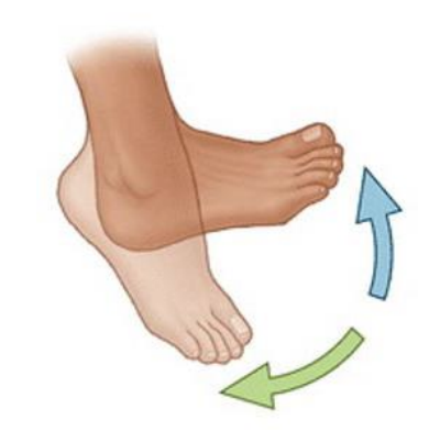 Vertical foot movement.png